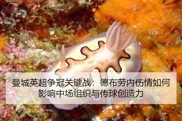 man-cheng-ying-chao-zheng-guan-guan-jian-zhan-de-bu-lao-nei-shang-qing-ru-he-ying-xiang-zhong-chang-zu-zhi-yu-chuan-qiu-2-866.jpg